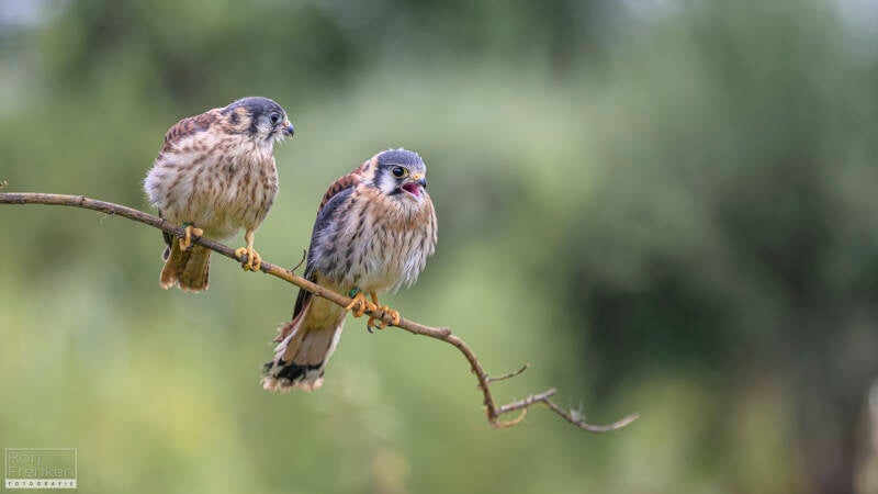ron-frenken-fotografie-12-standard-03uosu.jpg