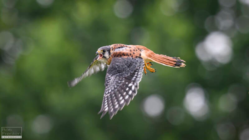 ron-frenken-fotografie-14-standard-wkdg5d.jpg