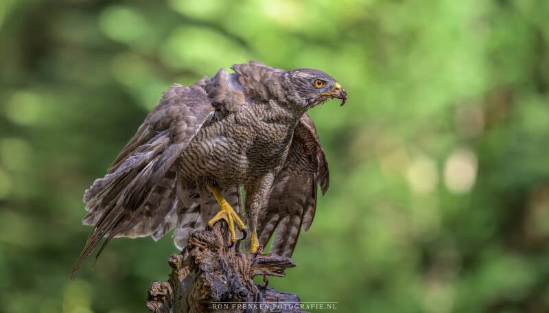 ron-frenken_rf80565_hi-res-kopie-standard-dobrko.jpg