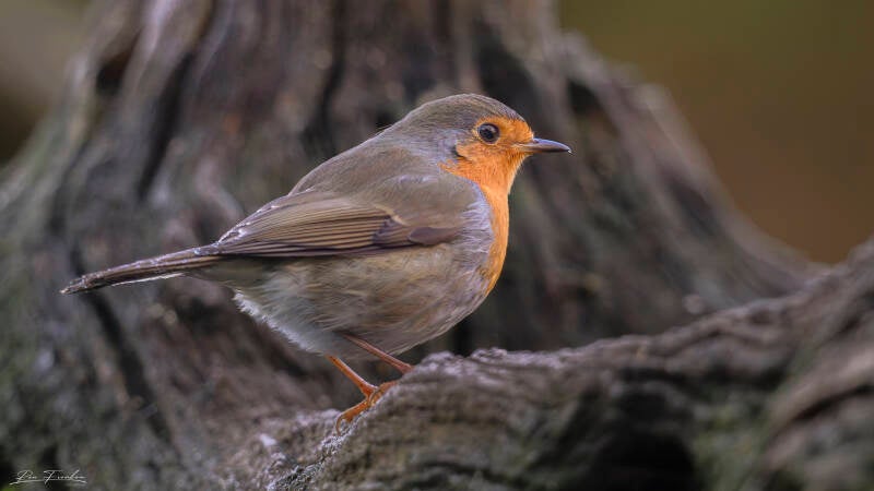 ron-frenken_veldhut-1