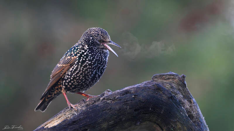 ron-frenken_veldhut-4