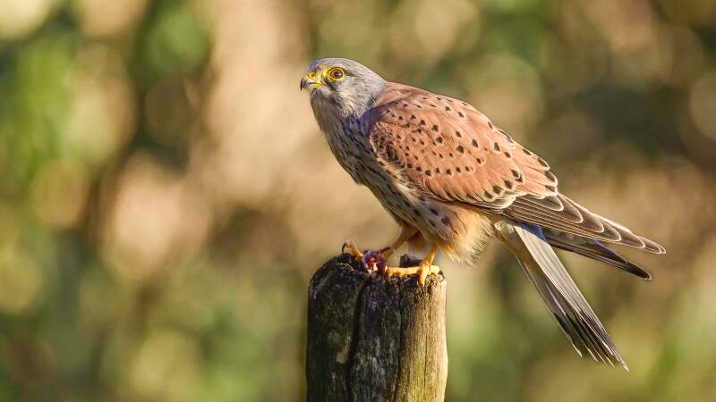 roofvogels-__02
