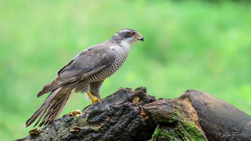 roofvogels-__03