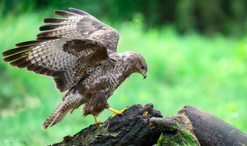 roofvogels-__04