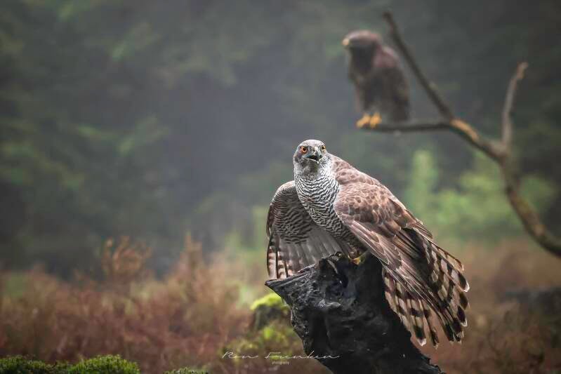 roofvogels-__06