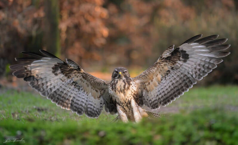 roofvogels-__07