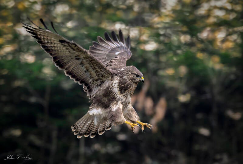 roofvogels-__08