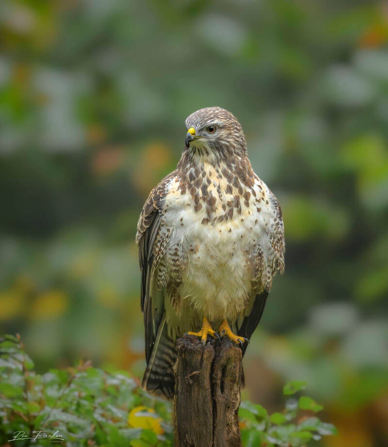 roofvogels-__11