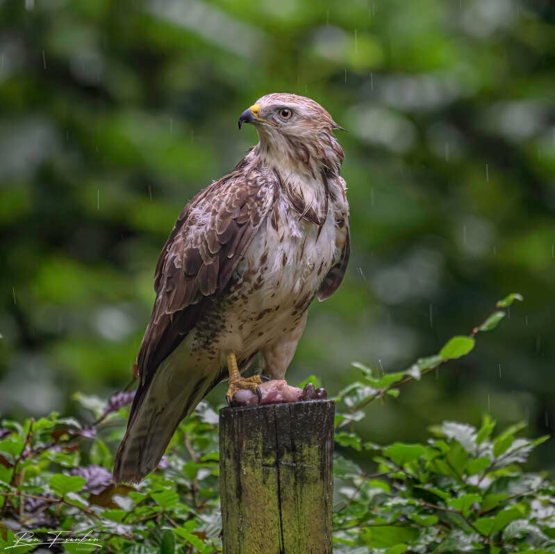 roofvogels-__12