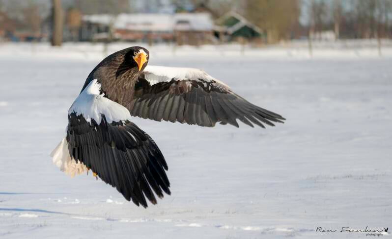 roofvogels-__15