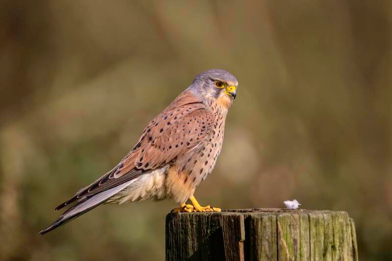 roofvogels-__18