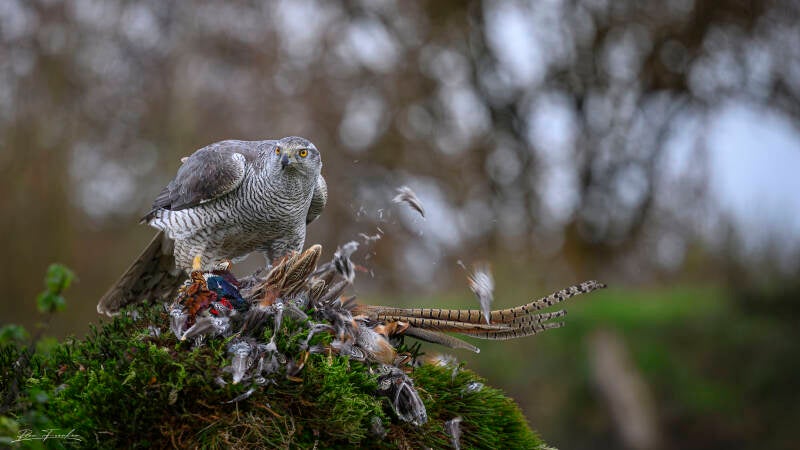 roofvogels-__21