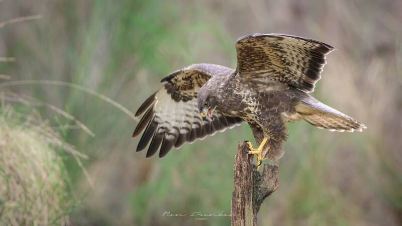 roofvogels-__23