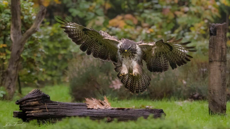 roofvogels-__25