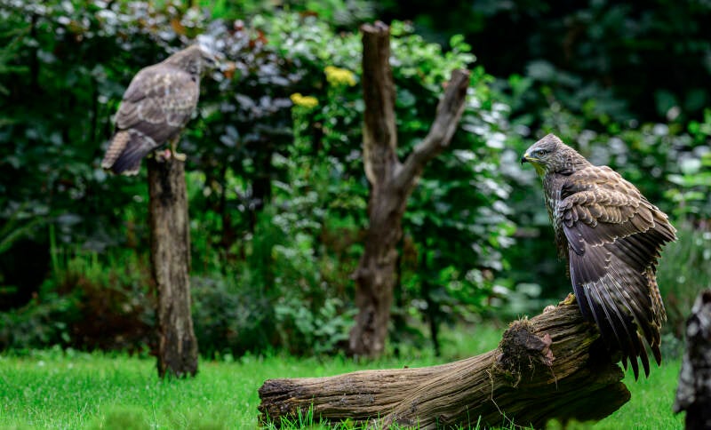 roofvogels-__27