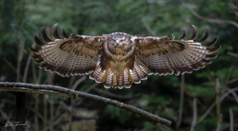 roofvogels-__29