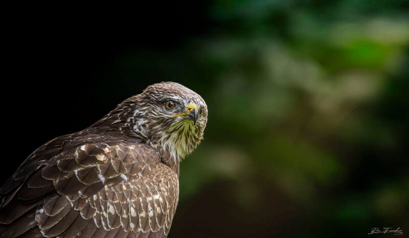 roofvogels-__30