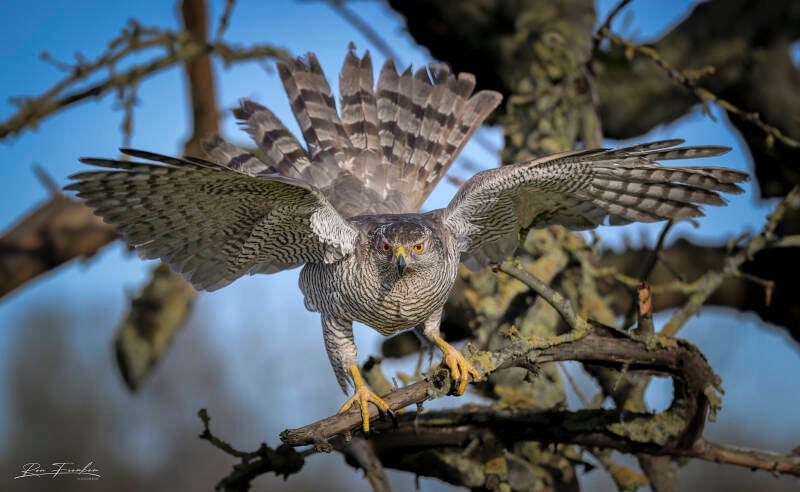 roofvogels-__34