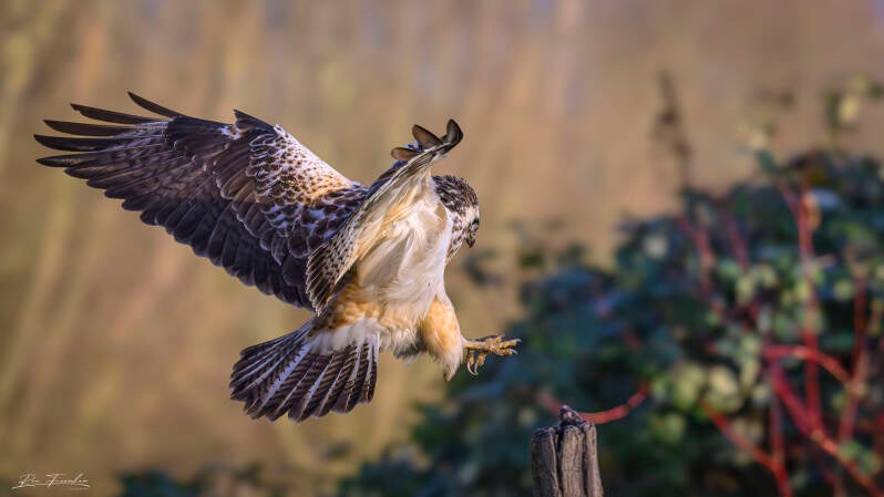 roofvogels-__36
