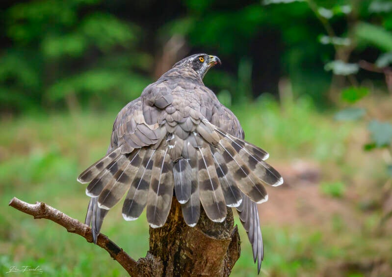 roofvogels-__37