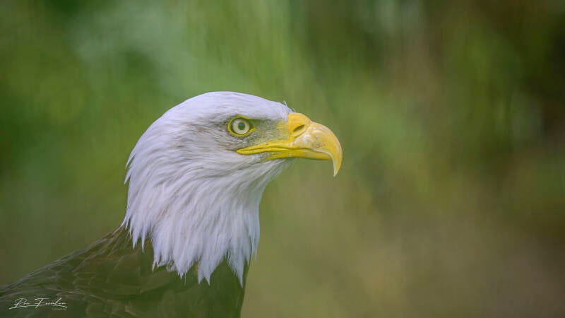 roofvogels-__38