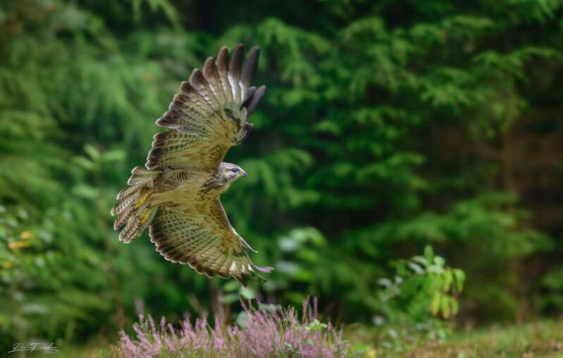 roofvogels-__39