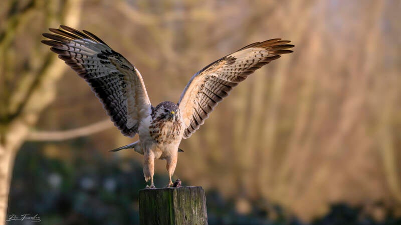 roofvogels-__41