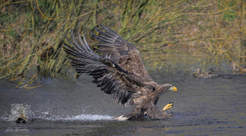 roofvogels-__42