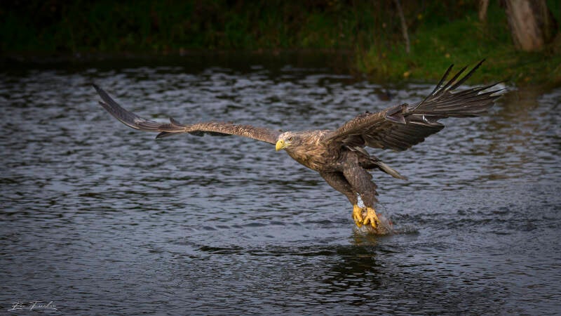 roofvogels-__43