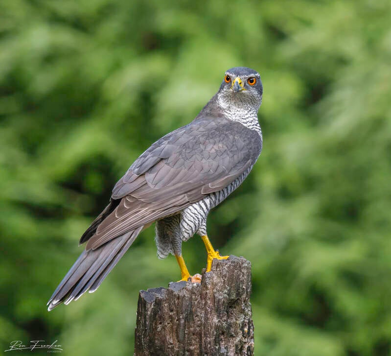 roofvogels-__46