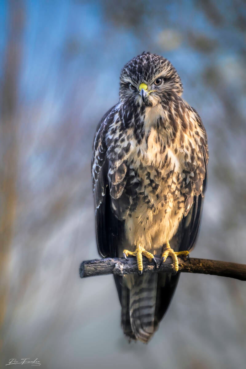 roofvogels-__54