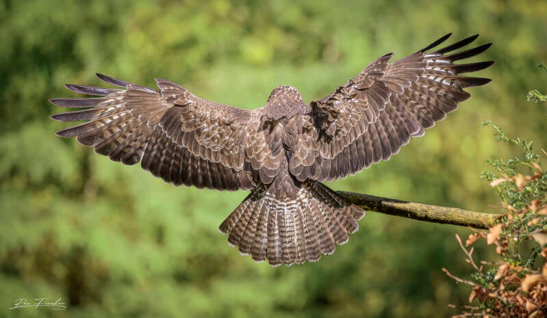 roofvogels-__55