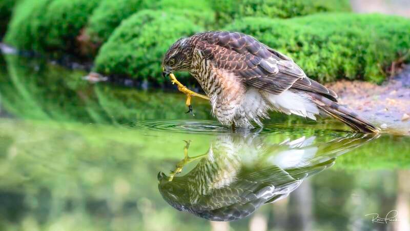 roofvogels-__56