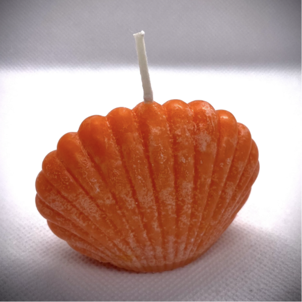 Coquillage de Jupiter