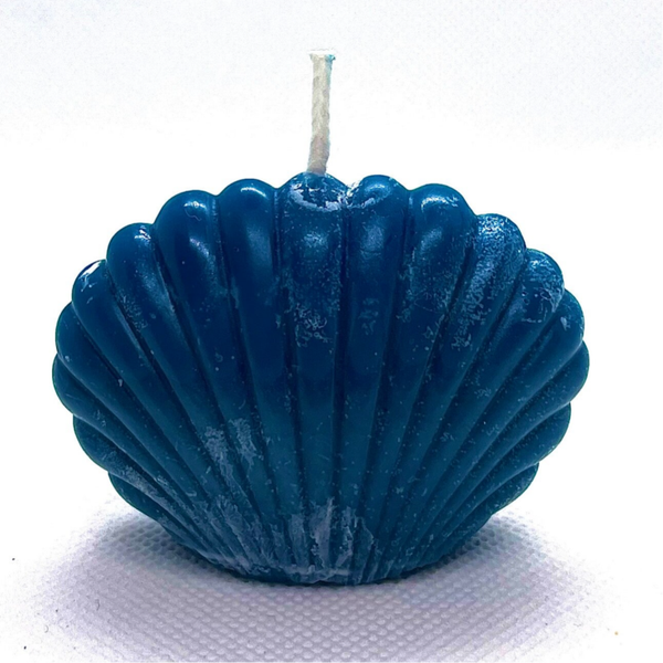 Coquillage de Neptune