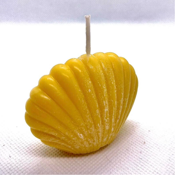 Coquillage de Saturne