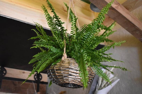 Plantas