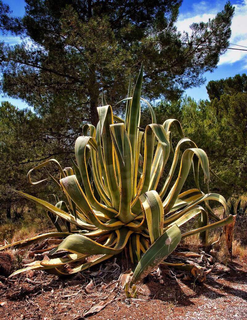 Agave1JPG.jpg