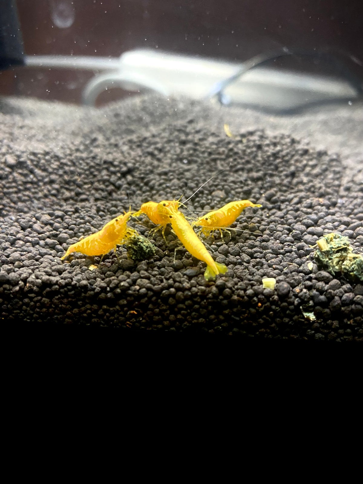 10+1 Neon Golden Back Freshwater Shrimp – Neocaridina Aquarium Shrimp, Live Arrival Guarantee (USA Seller, Breeding Pair)