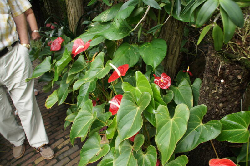 DSC04965-1.jpg