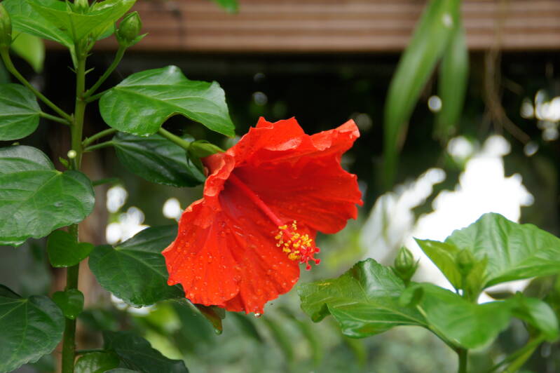 DSC04966-1.jpg