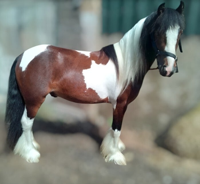 John (AKA John Showman) — Traditional Gypsy Cob Gelding