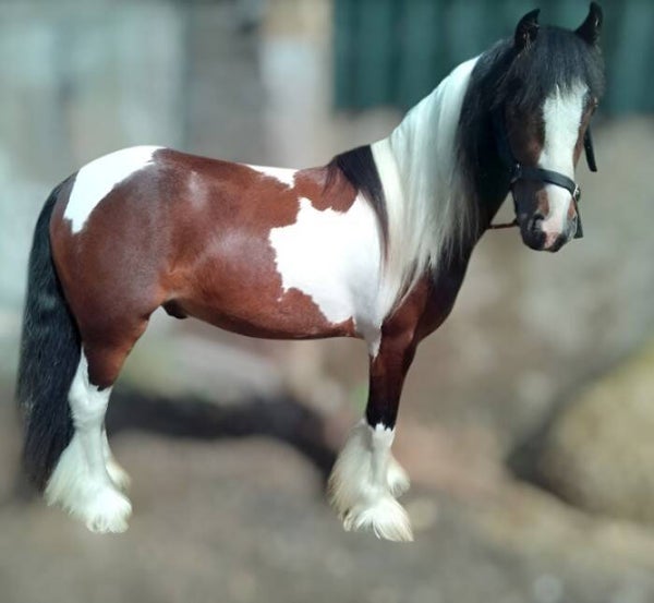 John (AKA John Showman) — Traditional Gypsy Cob Gelding