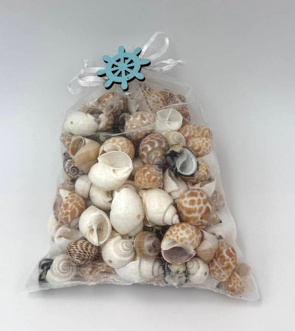 Muscheln mit Loch