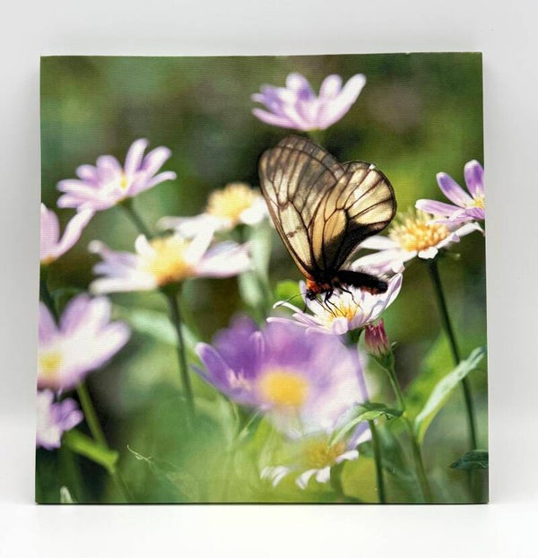Bild Schmetterling