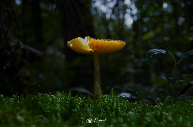 dsc_mushroom1-2-2.jpg