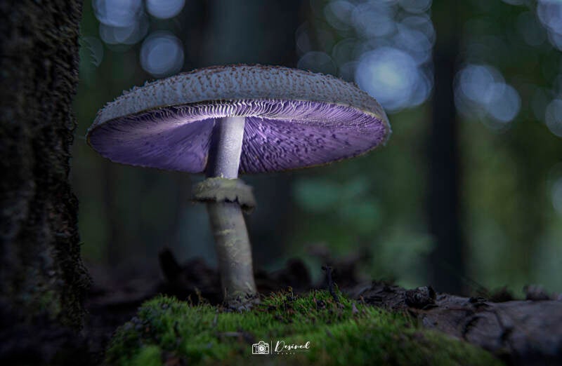 dsc_mushroom2-2-3.jpg