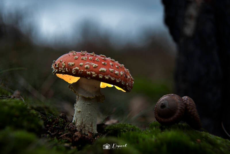 dsc_mushroom3-2-2.jpg