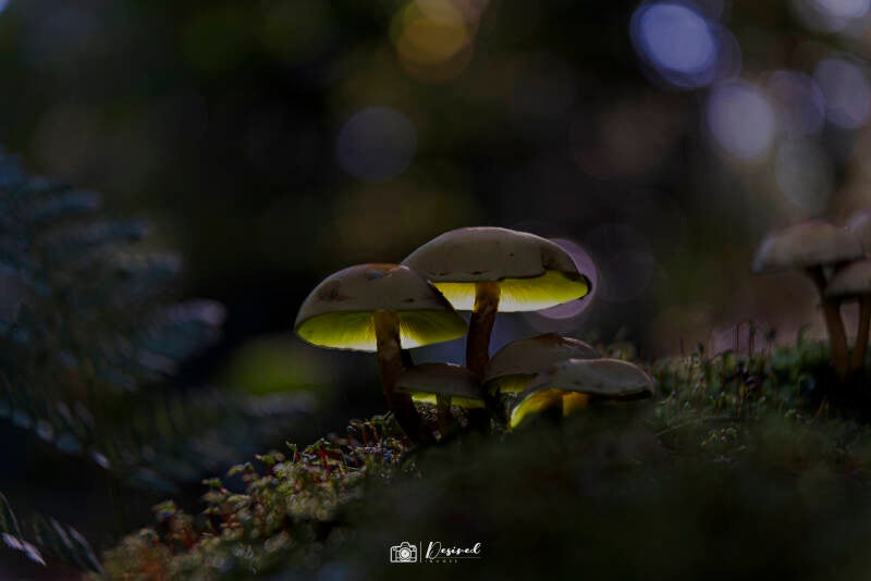 dsc_mushroom5-2.jpg