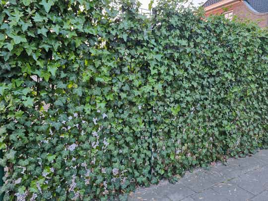 Kant en klaar haag Hedera 120 cm x 180 cm